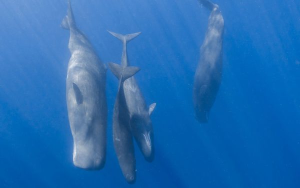 Cașaloții comunică precum oamenii: Ce au descoperit cercetătorii