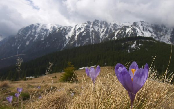 Ger năprasnic peste România de Paște: Vine iarna în aprilie