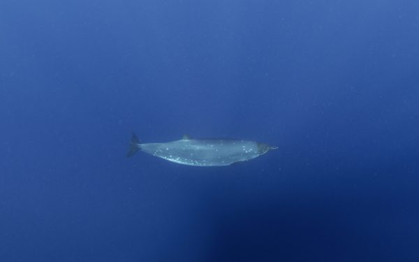 Creatură misterioasă din adâncuri: Cercetătorii, uluiți după 150 de ani de la descoperire