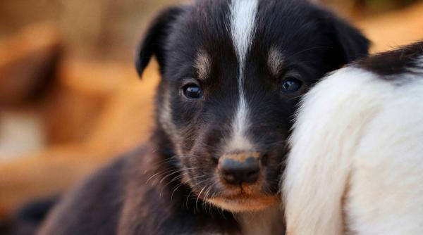 Câinele, aliatul de nădejde: Cum îți îmbunătățește sănătatea după 50 de ani