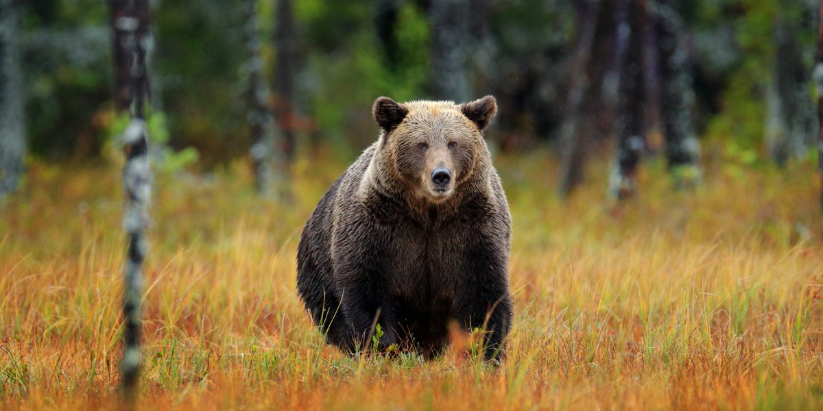 Urșii, VÂNAȚI masiv: Parlamentul votează dublarea cotei. Câți vor muri în 2026?