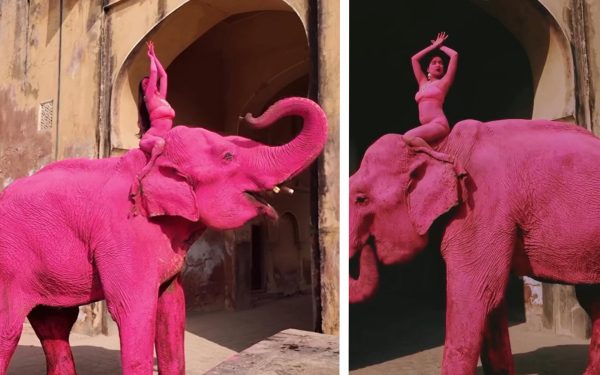 Chanchal, elefantul ROZ care a șocat India: A murit după o ședință foto