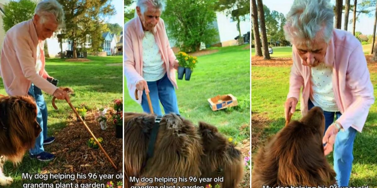 Bunicuța de 96 de ani și companionul canin de 70 kg: Grădinărit spectaculos