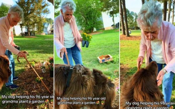 Bunicuța de 96 de ani și companionul canin de 70 kg: Grădinărit spectaculos