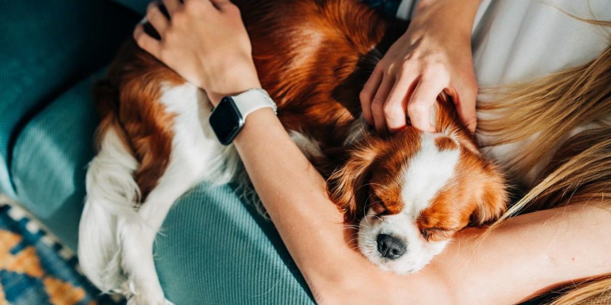 În BRAZILIA, separarea cuplurilor va include, de acum înainte, și decizii referitoare la custodia animalelor de companie