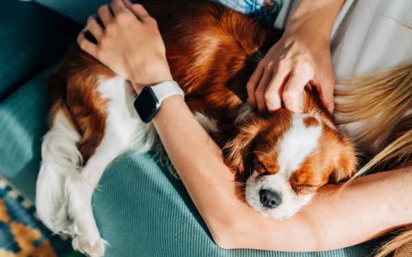 În BRAZILIA, separarea cuplurilor va include, de acum înainte, și decizii referitoare la custodia animalelor de companie