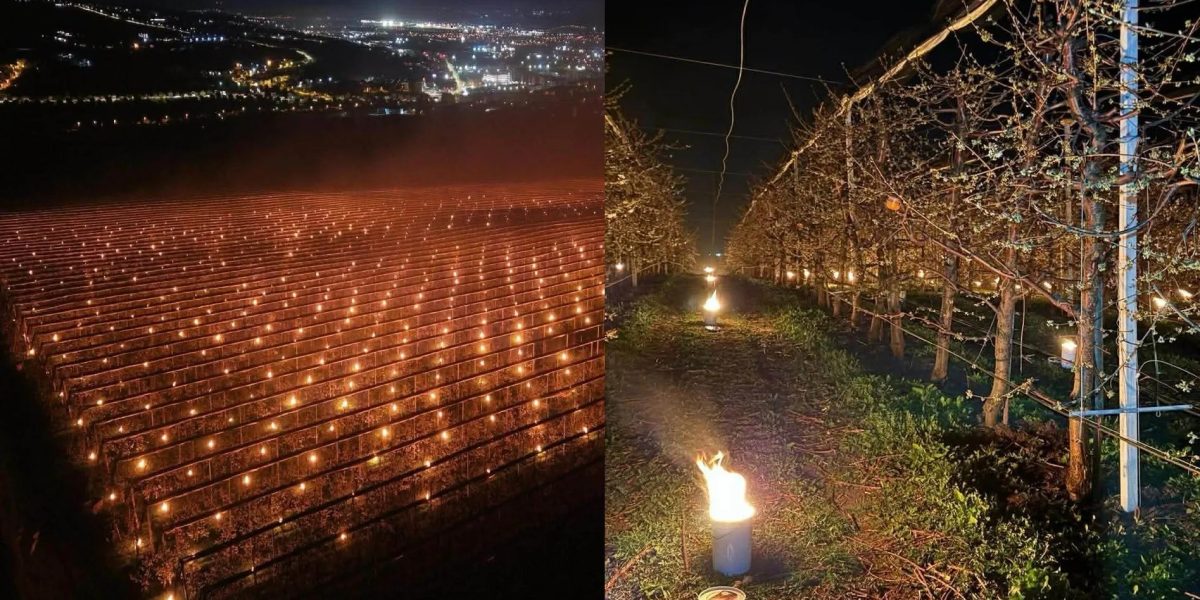 Pomicultor disperat: A dat foc la 40.000 de euro pentru a salva cireșele de îngheț