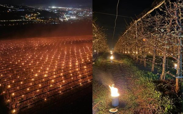 Pomicultor disperat: A dat foc la 40.000 de euro pentru a salva cireșele de îngheț