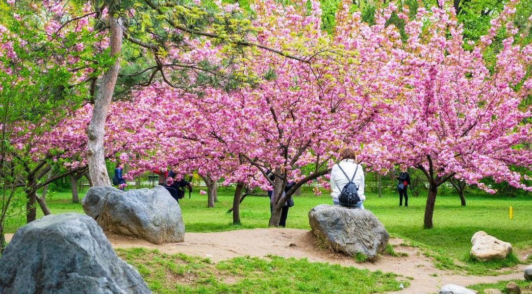 Hanami în Parcul Regele Mihai I din București: Flori de cireș, feerie și bucurie!