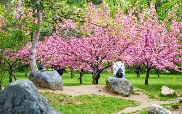 Hanami în Parcul Regele Mihai I din București: Flori de cireș, feerie și bucurie!