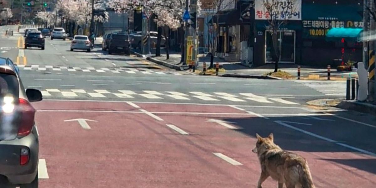 Lupul evadat din Coreea de Sud, prins după nouă zile: A devenit vedetă!