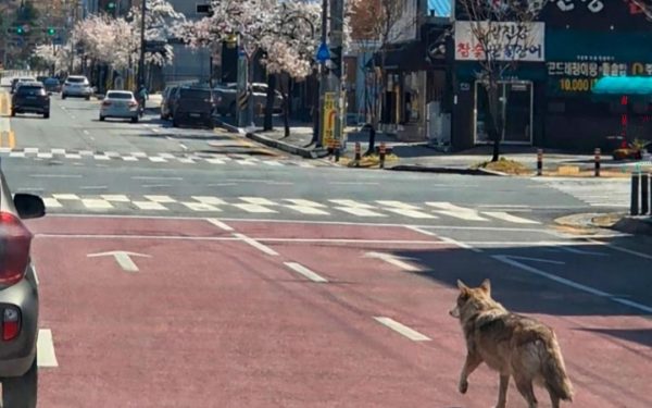 Lupul evadat din Coreea de Sud, prins după nouă zile: A devenit vedetă!