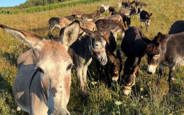 Inflația distruge Argentina: Milei promite reforme, oamenii mănâncă măgar