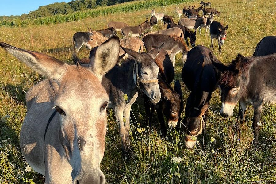 Inflația distruge Argentina: Milei promite reforme, oamenii mănâncă măgar