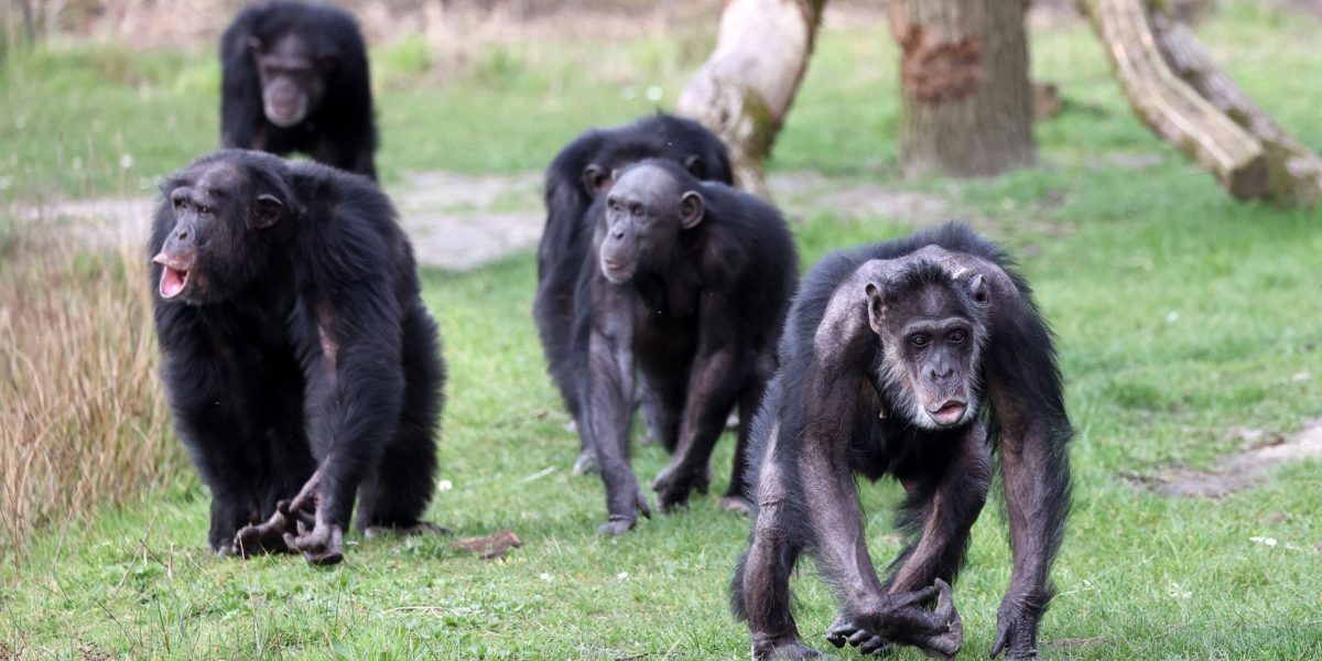 Cimpanzei sălbatici: Cel mai mare grup s-a rupt în 2018, fără împăcare