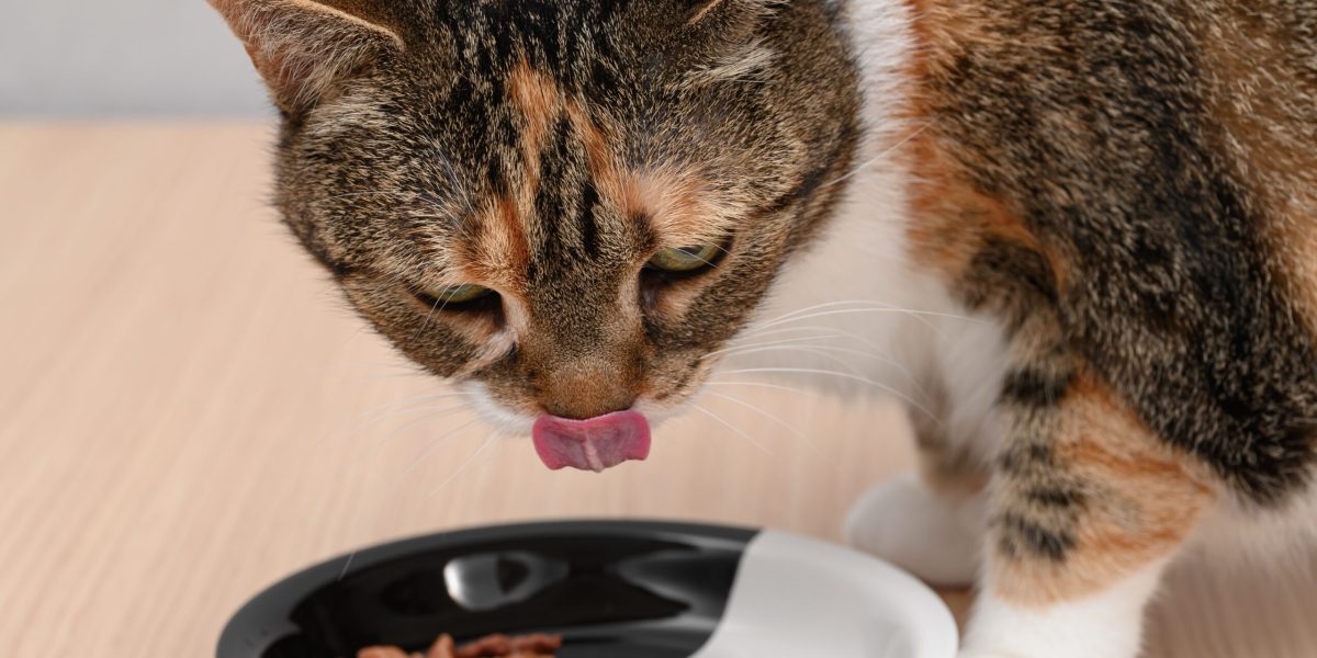 Cercetătorii spun: De ce ESTE BINE să reîncălzești hrana pentru pisici