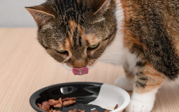 Cercetătorii spun: De ce ESTE BINE să reîncălzești hrana pentru pisici