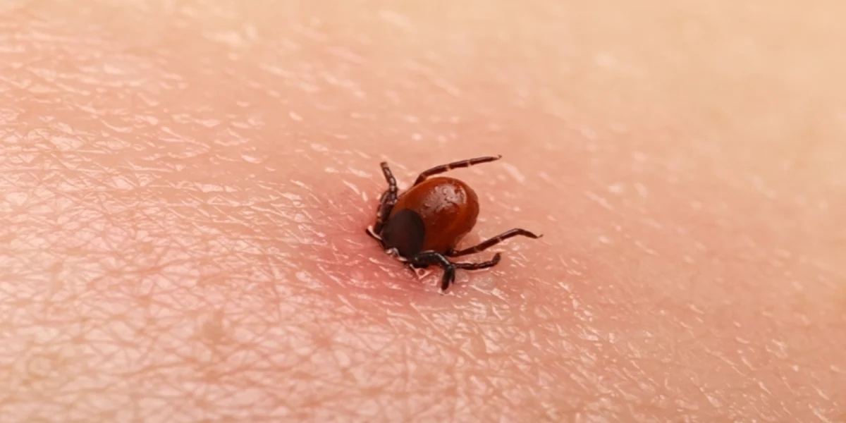 Ciuhodaru, alarmă: Urgențele pline, sezonul căpușelor vine! Când trebuie să mergi la medic