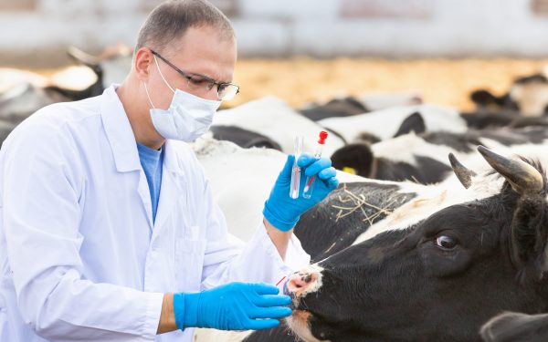 APIAPI: Crescătorii de animale, loviți de o nouă taxă. 600 lei și actul crucial