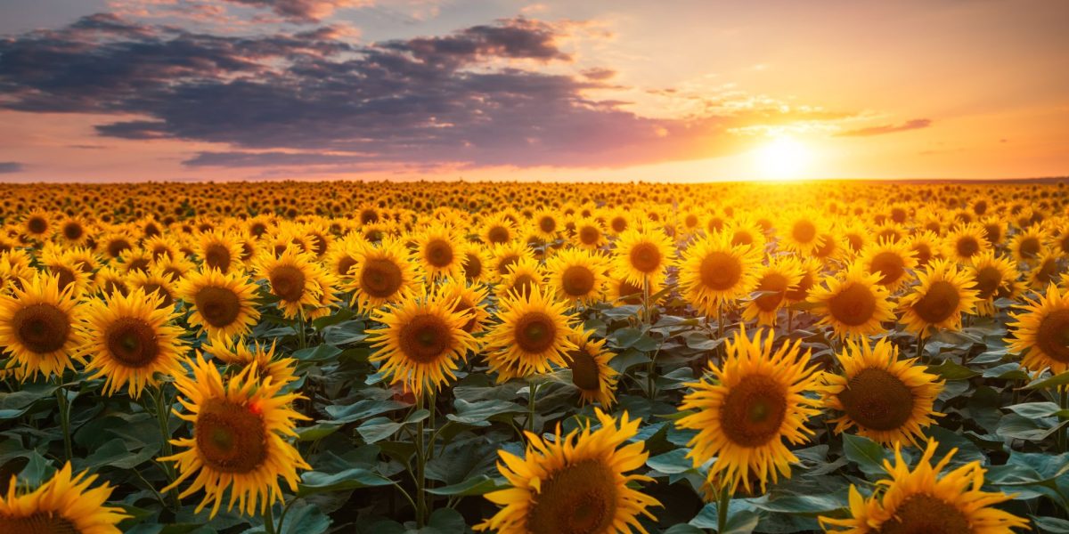 De ce au NORII forme diferite? Test de cultură generală