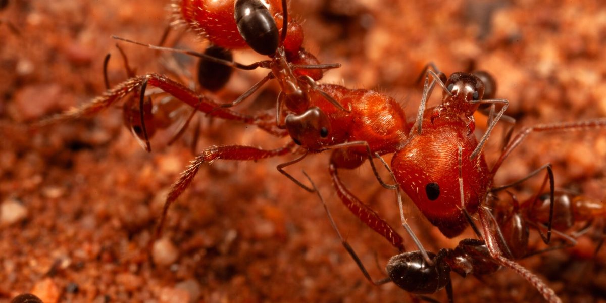 Cercetătorii, șocați: Furnicile au dezvăluit un comportament nou