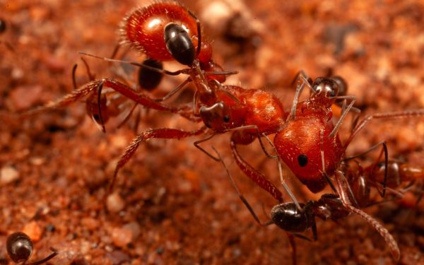 Cercetătorii, șocați: Furnicile au dezvăluit un comportament nou