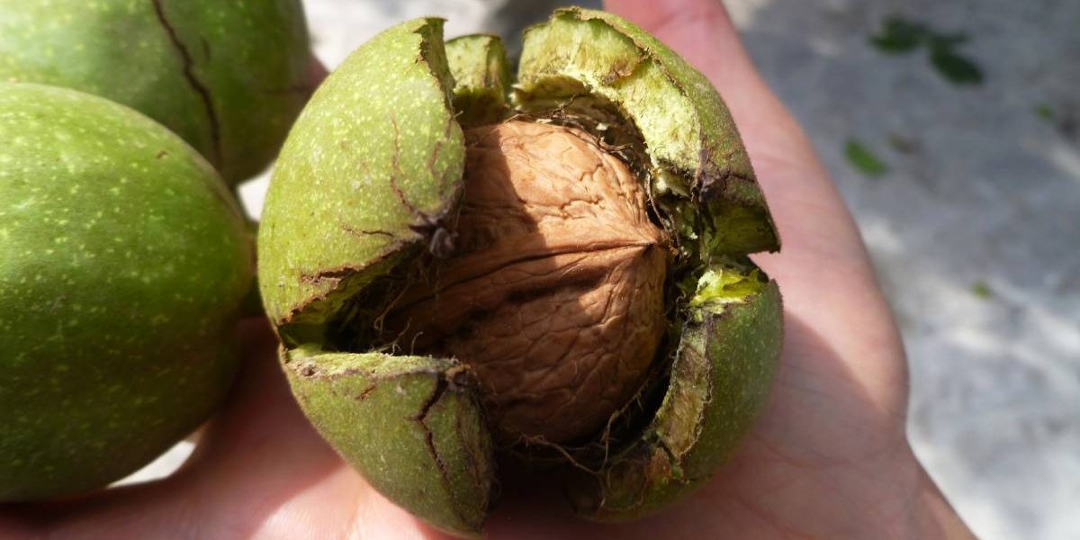 Nuci: Secretul unei vieți sănătoase! Reduc colesterolul și combat depresia