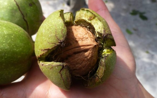 Nuci: Secretul unei vieți sănătoase! Reduc colesterolul și combat depresia