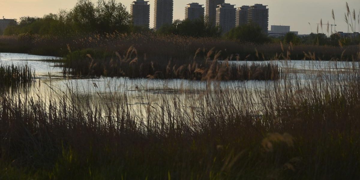 București: Oaza sălbatică Văcărești, admirată de Bloomberg, sfidează betoanele