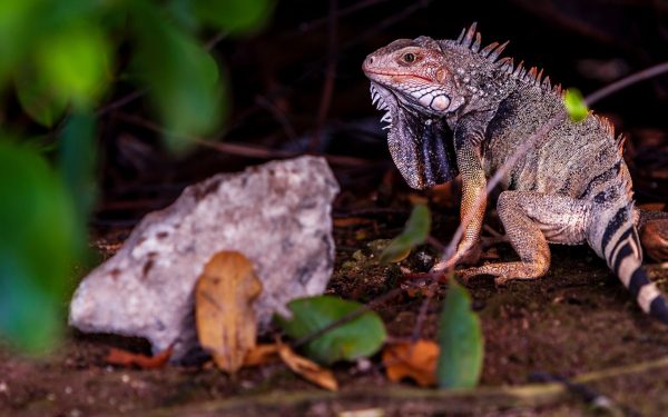 Ochii vertebratelor, un singur organ inițial: teoria șoc a cercetătorilor