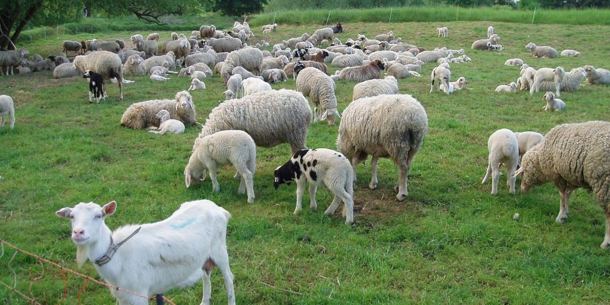 Zoofil în serie, prins în Franța: Detalii șocante din anchetă