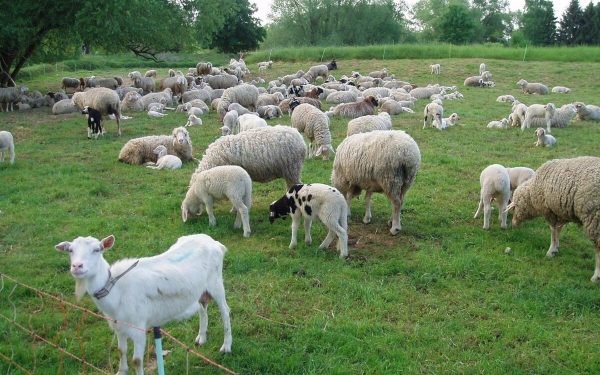 Zoofil în serie, prins în Franța: Detalii șocante din anchetă