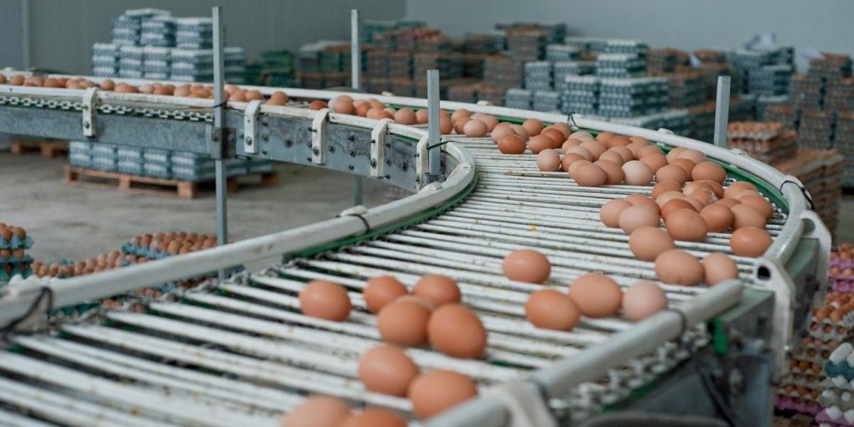 Alertă alimentară de Paște: 1,5 milioane ouă contaminate cu Salmonella la Galați