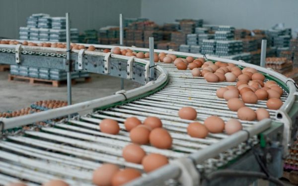 Alertă alimentară de Paște: 1,5 milioane ouă contaminate cu Salmonella la Galați