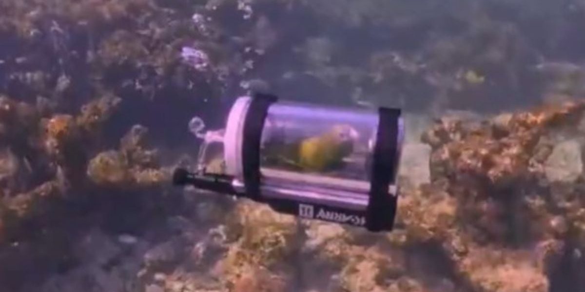 Pasăre subacvatică: Papagalul lui Donald Trump, plimbare cu submarinul în Atlantic