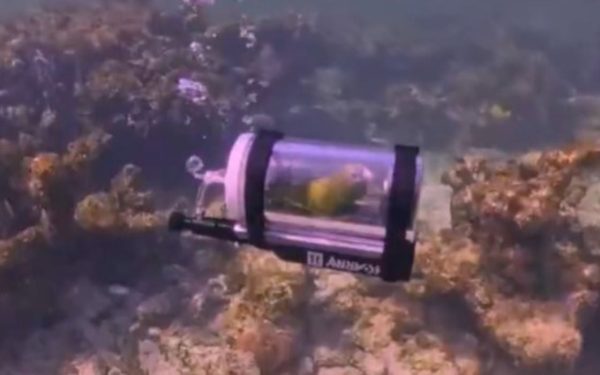 Pasăre subacvatică: Papagalul lui Donald Trump, plimbare cu submarinul în Atlantic