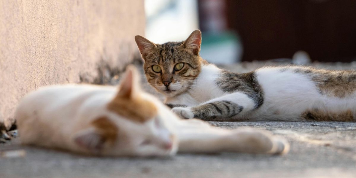 avocați organizează un grătar și adopții de pisici duminică