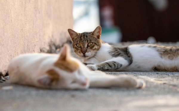 avocați organizează un grătar și adopții de pisici duminică