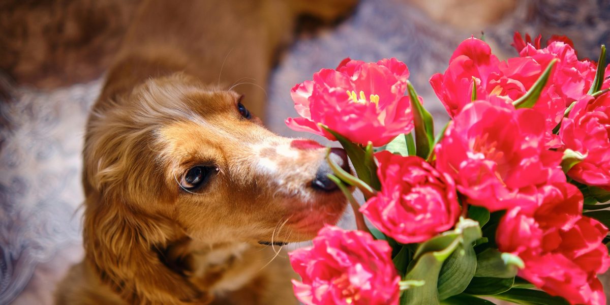 De Crăciun sau de Florii, buchetele din flori proaspete rămân o tradiție aproape incompletă fără simboluri florale, însă tot mai mulți români aleg să fie atenți la compatibilitatea florilor cu prezența animalelor de companie