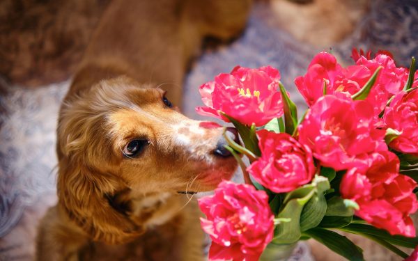 De Crăciun sau de Florii, buchetele din flori proaspete rămân o tradiție aproape incompletă fără simboluri florale, însă tot mai mulți români aleg să fie atenți la compatibilitatea florilor cu prezența animalelor de companie
