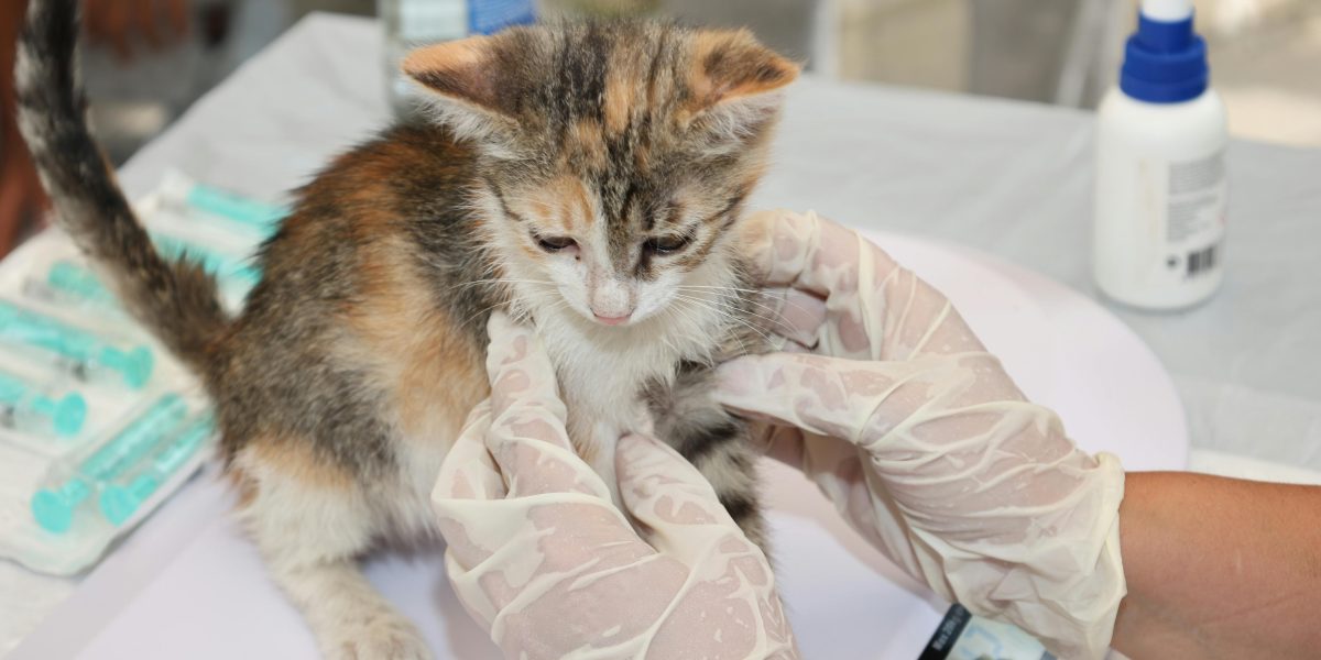 EMA dă undă verde primului vaccin veterinar ARN din UE