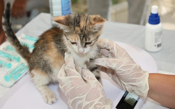 EMA dă undă verde primului vaccin veterinar ARN din UE