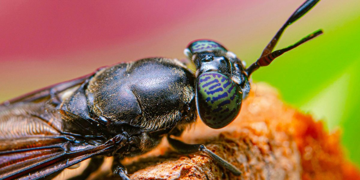 UE finanțează un hub european pentru reproducerea muștei soldat negre