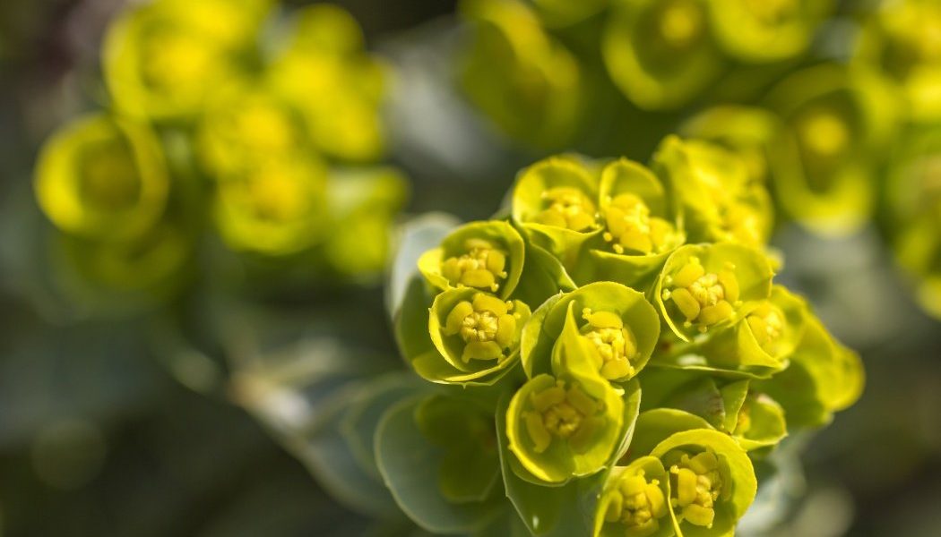 Euphorbia, planta spectaculoasă ce-ți poate înfrumuseța grădina și secretele „coroniței lui Hristos”