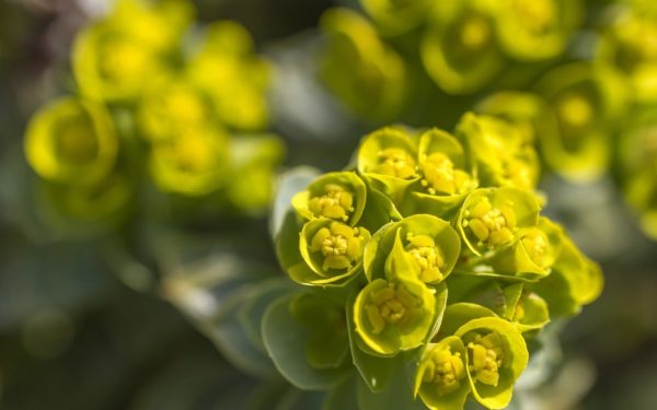Euphorbia, planta spectaculoasă ce-ți poate înfrumuseța grădina și secretele „coroniței lui Hristos”