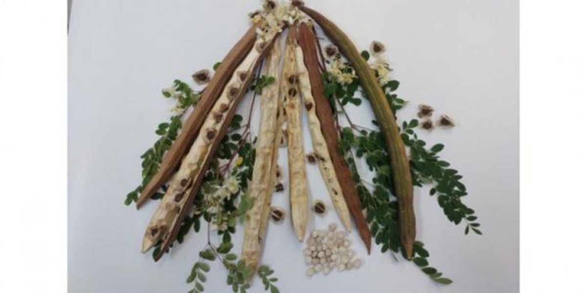 Plantă din BRAZILIA, arma secretă împotriva microplasticelor din apă