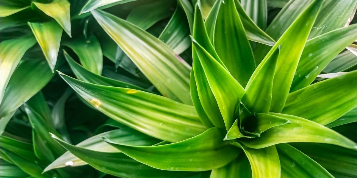 Cum salvezi plantele de apartament: trucul simplu care dă rezultate