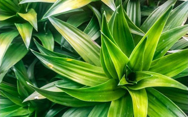 Cum salvezi plantele de apartament: trucul simplu care dă rezultate