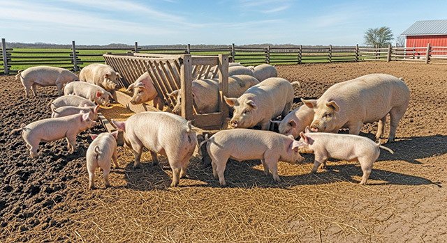 Porcii din județul Bistrița-Năsăud, crescuți în gospodării, nu în ferme În județul Bistrița-Năsăud, populația de peste 320.000 de locuitori are o formă particulară de creștere a porcilor