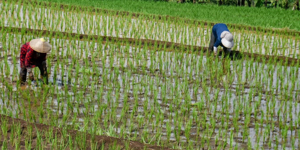 Criza combustibililor, efecte devastatoare: orezul din Asia, în pericol